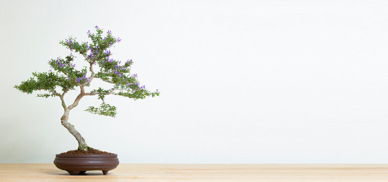 bonsai tree in pot on wood table copy space texture backgrond advertising