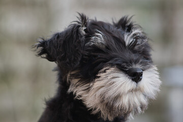 Face from a Schnauzer puppy looking to the left, close up photo made outside in Weert the Netherlands on 10-12-2020