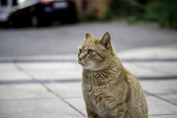 Obraz premium Stray cat in the city