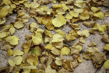 Wet dry leaves in a forest