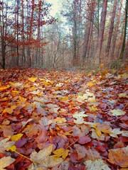 autumn in the park