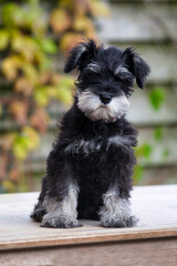 Schnauzer puppy looking to the camera, photo made outside in Weert the Netherlands on 10-12-2020