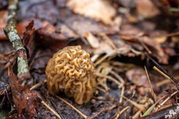 Gyromitra gigas, commonly known as the snow morel, snow false morel, calf brain, or bull nose, is a fungus and a member of the Ascomycota. G. gigas is found in Europe.
