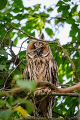 great horned owl