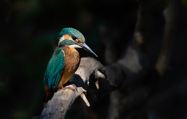 Common kingfisher, Alcedo atthis. The bird sits on a thick old branch. Everything is in the shade and only the bird is illuminated by a thin ray of the sun, like a searchlight in a theater