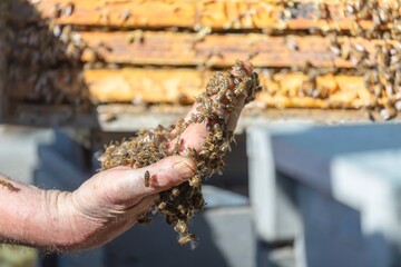 Honey bees on beekeepers hand