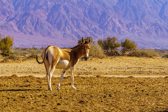 Onager in the Yotvata Hai-Bar Nature Reserve