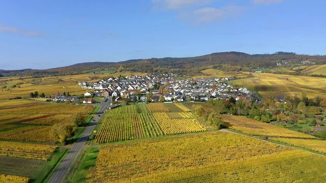 Aerial view, flight at golden vineyards in autumn from above, Rheingau, region, Oestrich-Winkel, Hallgarten, Hesse, Germany
