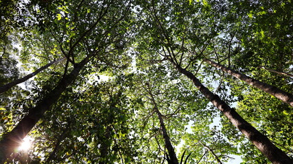 Tall trees with green branches and leaves. Many trees with fresh green leaves and sunlight. Forest nature background in bottom view. Selective focus