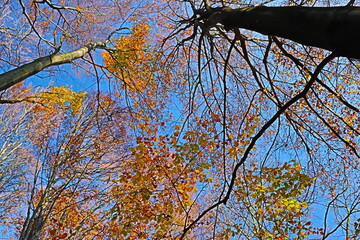 branches against blue sky