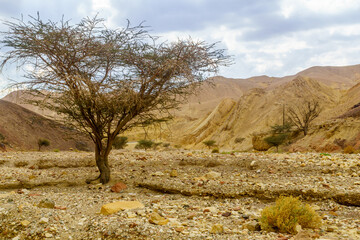 Nahal Shlomo (desert valley). Eilat Mountains