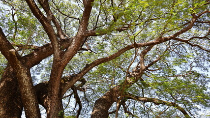 Fototapeta na wymiar An old tall tree with green branches and leaves. The natural shape of the tree with many branches with shady green leaves and sunlight. Forest nature background in bottom view. Selective focus
