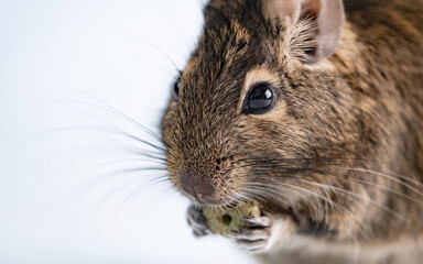 Squirrel degu eating food on white background