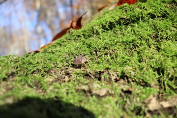 moss on tree