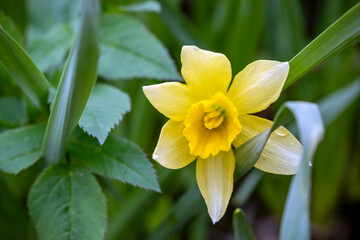 Narcissus is a genus of predominantly spring flowering perennial plants of the amaryllis family, Amaryllidaceae. Various common names including daffodil, narcissus and jonquil 