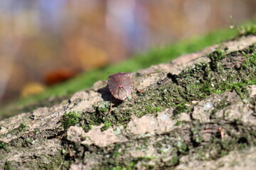 ants on the ground