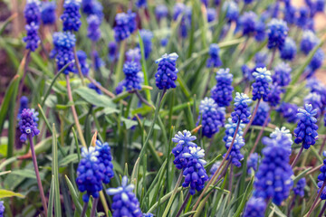 Obraz premium Muscari is one of a number of species and genera known as grape hyacinth, in this case Armenian grape hyacinth or garden grape-hyacinth.