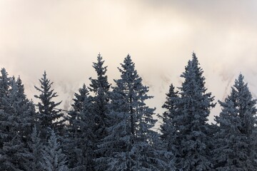 Fototapeta na wymiar Mist covered trees in the mountains