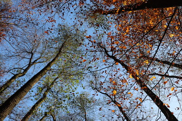 autumn leaves on blue sky