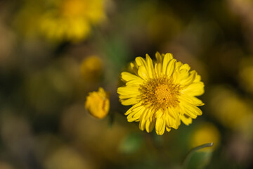 closeup yellow chrysanthemum indicum, small floer in garden