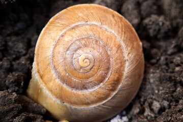 Snail shell on ground level macro photo