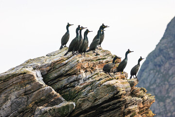 European shag sitting on a rock
