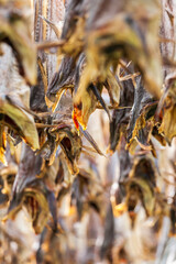 Lot of cod hanging for drying