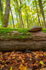 Mushrooms on dead tree trunk with moss in european deciduous forest in autumn