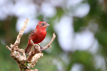 male of Red-crested Finch (Coryphospingus cucullatus) perched on a branch in Bonito, Mato Grosso do Sul, Brazil