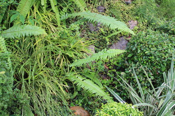 green moss on the ground