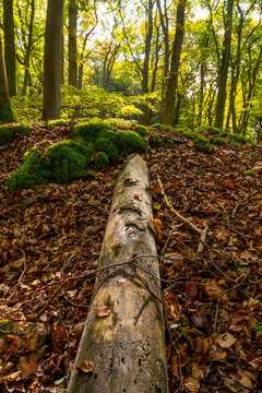 Dead tree laying in a european deciduous forest among dead leaves