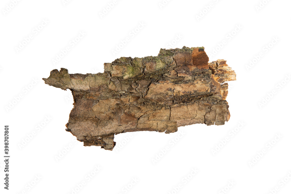 Poster the bark of the tree is isolated on a white background. wooden texture