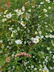 daisies in the field