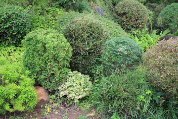 green moss on the stone