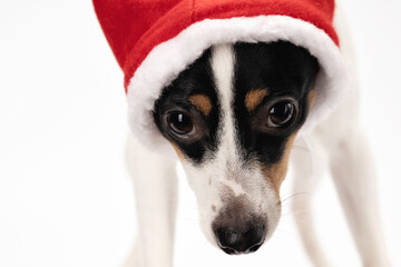 Portrait of a beautiful dog in a Christmas hat. Christmas holidays concept. New Year.