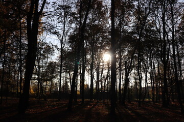 Fototapeta premium sunrise in the forest