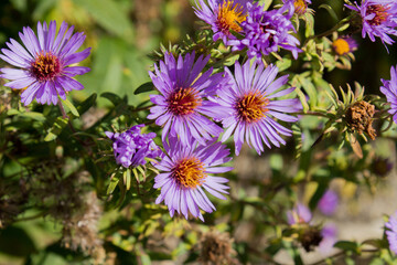 Die neubelgische Aster wird auch Neubelgien-Herbstaster oder Glattblatt-Aster genannt.