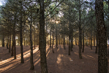 Pinar mediterraneo © alfonsosm