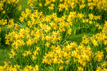 Fototapeta premium Yellow bell flowers blooming in the sun light