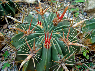 Fototapeta premium Cactus on garden, Rio de Janeiro, Brazil 