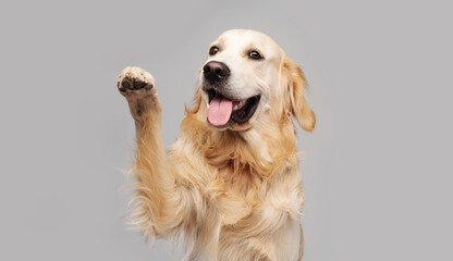 Golden retriever dog doing give paw trick on gray background - obrazy, fototapety, plakaty