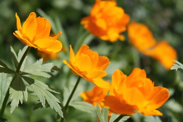 orange flower in the garden