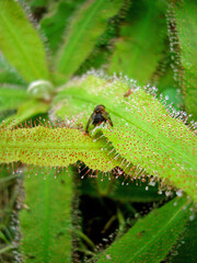 Carnivorous plant or insectivorous plant (Drosera capensis)