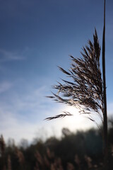 reed in the wind