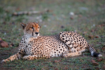 Cheetah (Acinonyx jubatus) in the late afternoon in Mashatu Game Reserve in the Tuli Block in Botswana
