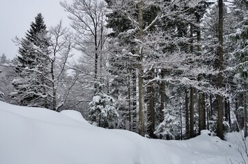 Verschneiter Wald