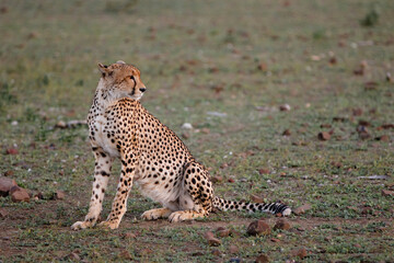 Cheetah (Acinonyx jubatus) in the late afternoon in Mashatu Game Reserve in the Tuli Block in Botswana