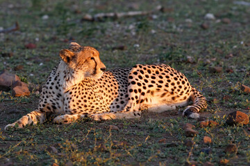 Cheetah (Acinonyx jubatus) in the late afternoon in Mashatu Game Reserve in the Tuli Block in Botswana