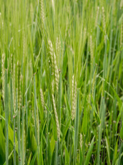 Fototapeta na wymiar Ear of wheat growing in farmers field, Pickmere, Cheshire, UK