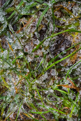 Abstract ice background theme. Plants and soil are covered with a layer of ice. The concept of...